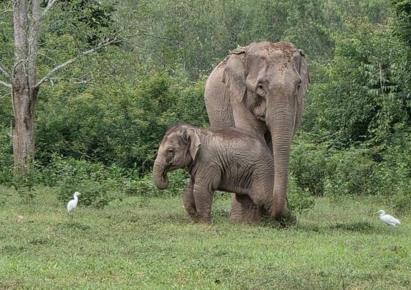 Hua Hin: Kui Buri Elephant Watching - Should you book Kui Buri Elephant Watching?