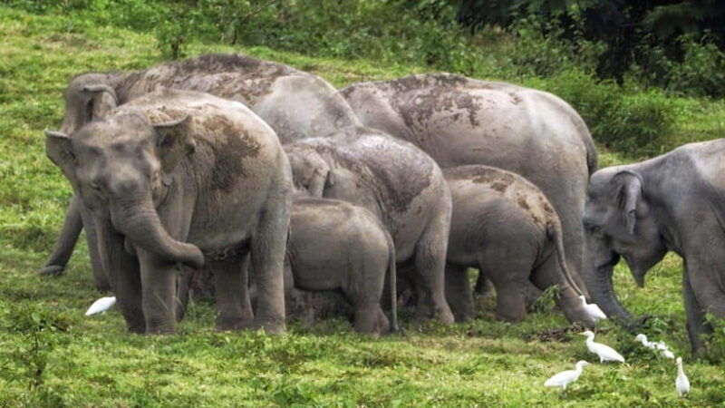 HUA HIN : Kui Buri Wild Elephant Watching (Private 4 Pax Up) - Good To Know