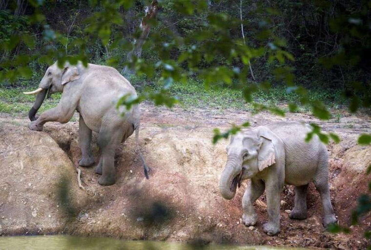 HUA HIN : Kui Buri Wild Elephant Watching (Private 4 Pax Up) - Wildlife Experience