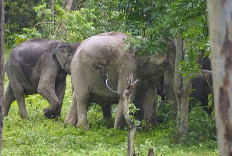 HUA HIN : Kui Buri Wild Elephant Watching (Private 4 Pax Up) - Booking and Preparation