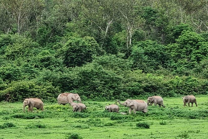 Hua Hin Kuiburi Wild Elephant Watching - An Overview of the Tour