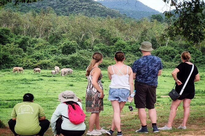 Hua Hin Kuiburi Wild Elephant Watching - The Value of This Elephant Tour