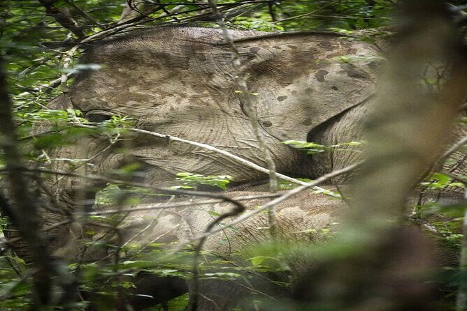 Hua Hin Kuiburi Wild Elephant Watching - Authentic Experiences and Tips