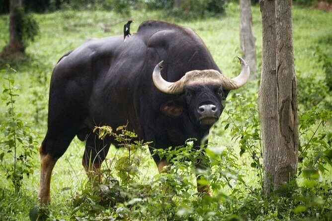 Hua Hin Kuiburi Wild Elephant Watching - Who Should Consider This Tour?