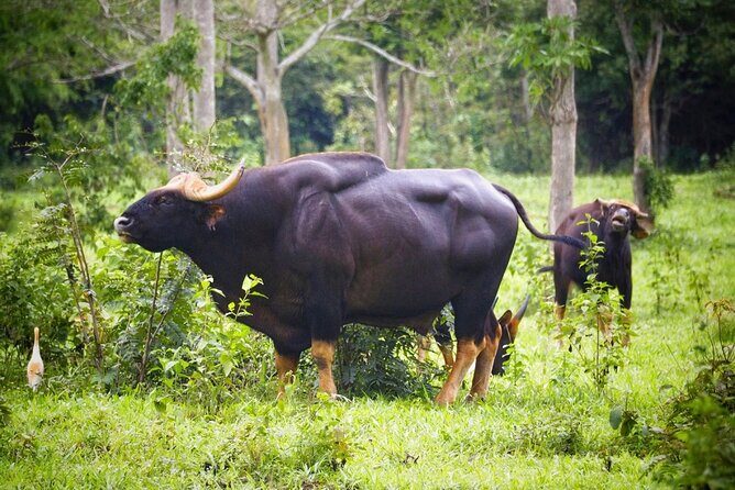 Hua Hin Kuiburi Wild Elephant Watching - Final Thoughts