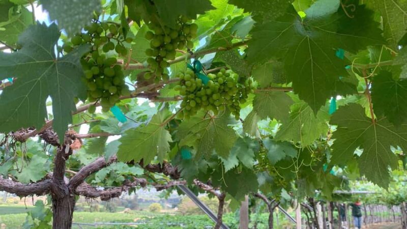 Hua Hin: Monsoon Valley Wine Tasting & Temple Tour - Good To Know