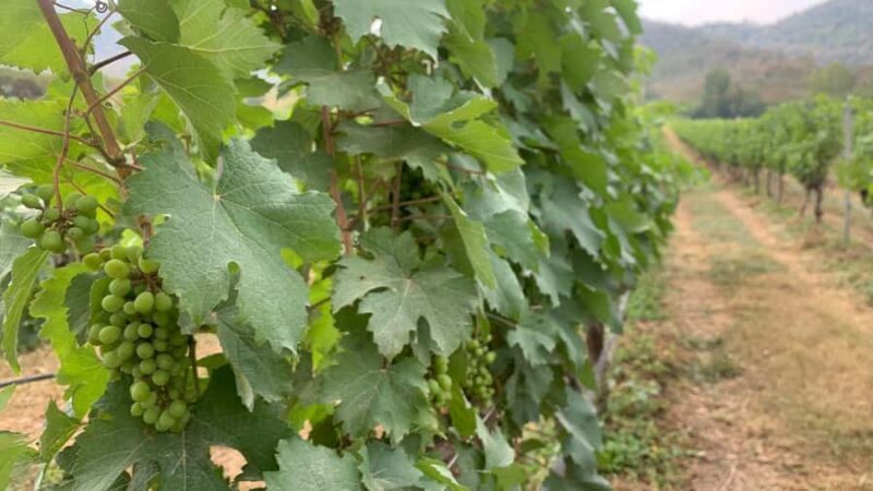 Hua Hin: Monsoon Valley Wine Tasting & Temple Tour - Final Thoughts