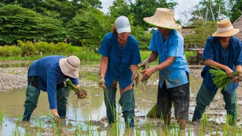 Hua Hin: Rice Farm Experience with Lunch in Phetchaburi - Authentic Rice Farming in Phetchaburi: A Hands-On Experience Combined with Local Flavors