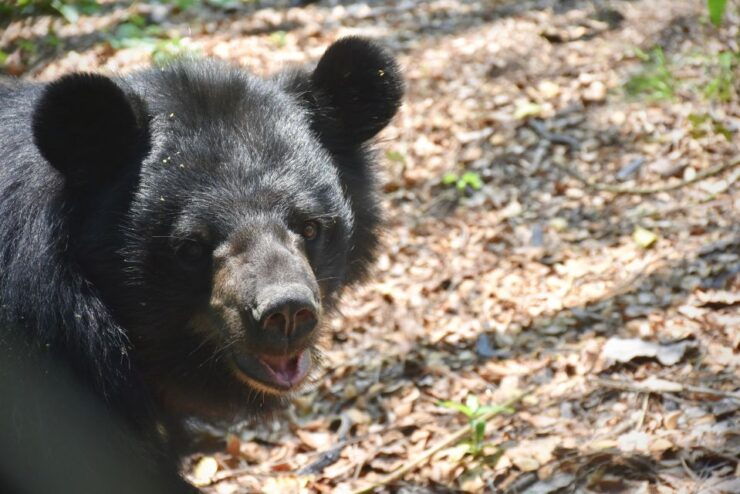 Hua Hin: Wildlife Friends Foundation Thailand Full-Day Visit - Experience Highlights