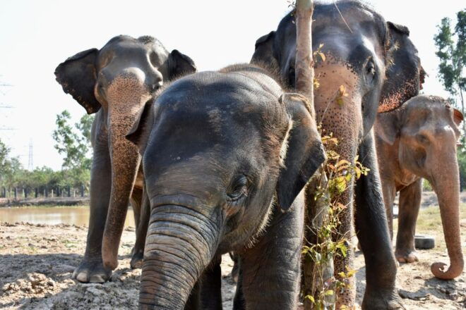 Hua Hin: Wildlife Friends Foundation Thailand Full-Day Visit - Full Description