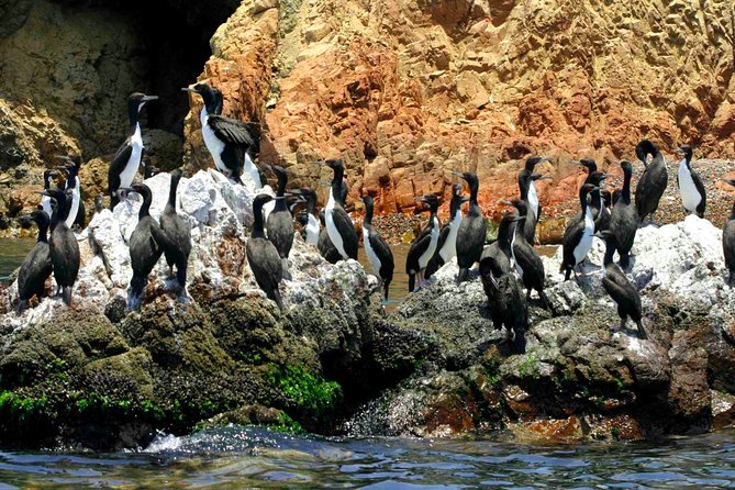 Huacachina Oasis, Dune Buggy & Ballestas Islands - Private - Common Questions