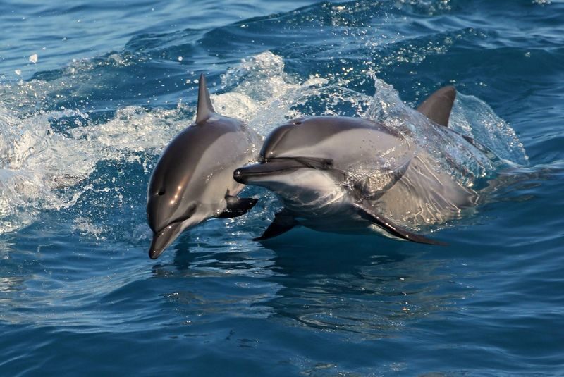 Hualien Whale Watching: Dolomann Ocean Whale Watching Guided Tour Experience - At a glance