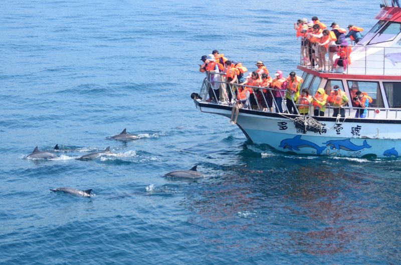 Hualien Whale Watching: Dolomann Ocean Whale Watching Guided Tour Experience - A Pacific outing, not an aquarium visit
