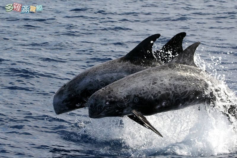 Hualien Whale Watching: Dolomann Ocean Whale Watching Guided Tour Experience - On board: comfort, views, and sea legs
