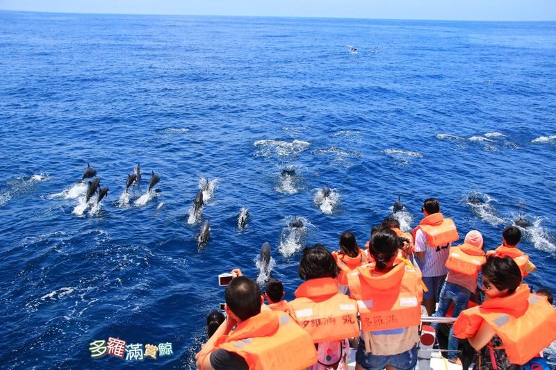 Hualien Whale Watching: Dolomann Ocean Whale Watching Guided Tour Experience - What the price buys