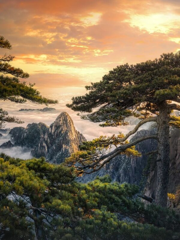Huangshan Welcoming Pine One-Day Tour - Should you book the Huangshan Welcoming Pine tour?