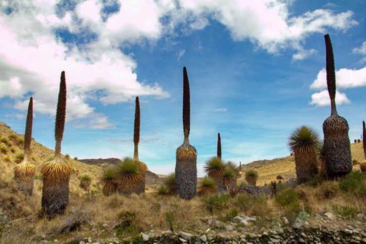 Huaraz-Excursion to the Pastoruri Snows and Puyas Raymondi - Good To Know