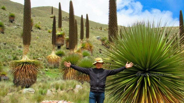 Huaraz: Nevado Pastoruri Puyas Raymondi Forest - Activity Details