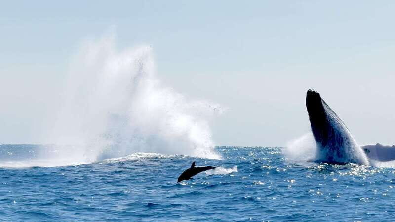 Huatulco: Awakening with Stars Dolphins Boat Cruise - Authentic Experiences from Past Travelers