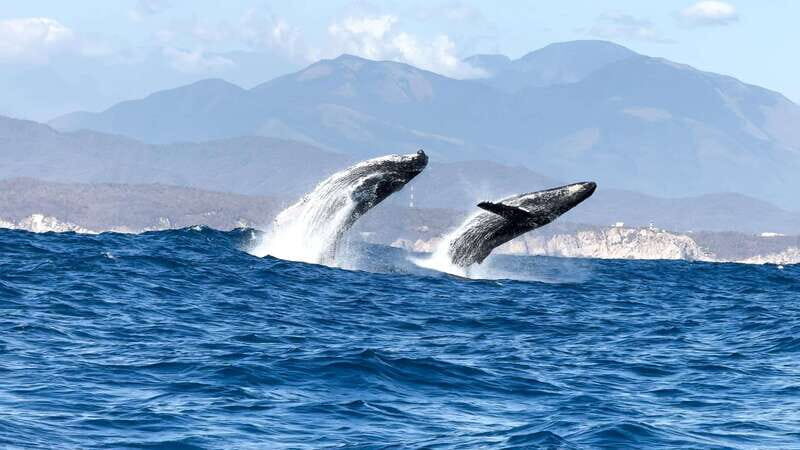 Huatulco: Awakening with Stars Dolphins Boat Cruise - Why This Tour Works Well