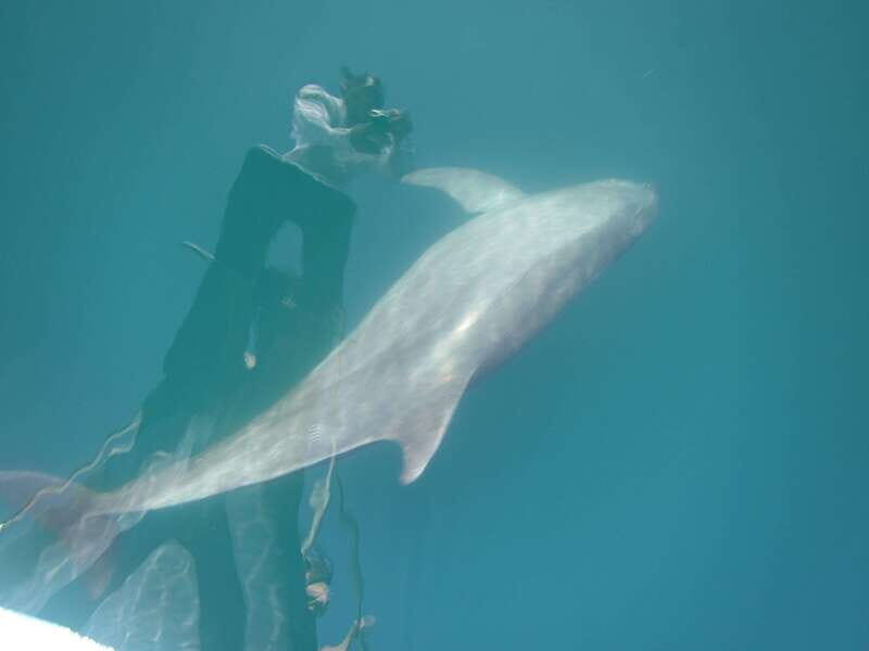 Huatulco: Awakening with Stars Dolphins Boat Cruise - Final Thoughts