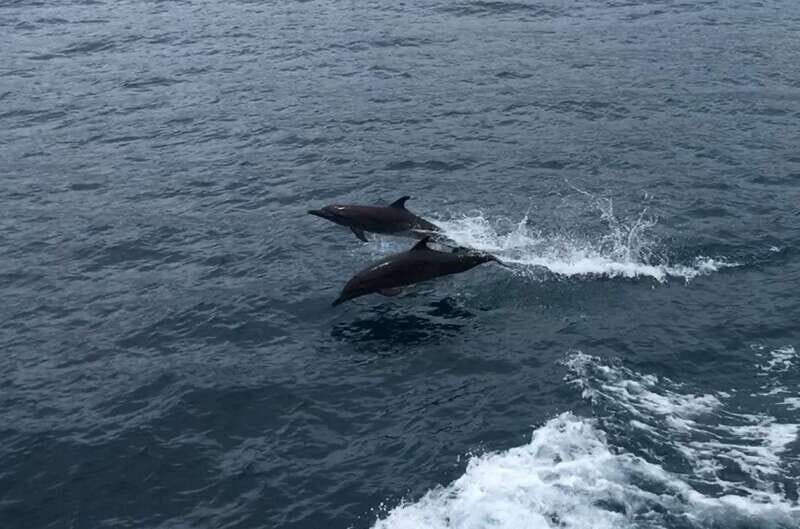 Huatulco: Awakening with Stars Dolphins Boat Cruise - FAQs