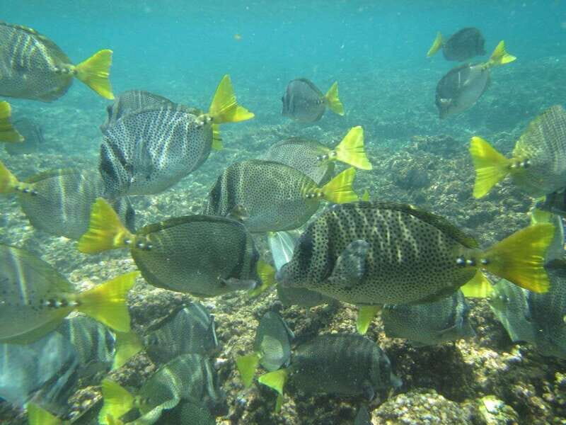 Huatulco: Bays Boat Tour with Snorkeling and Hotel Pickup - FAQs