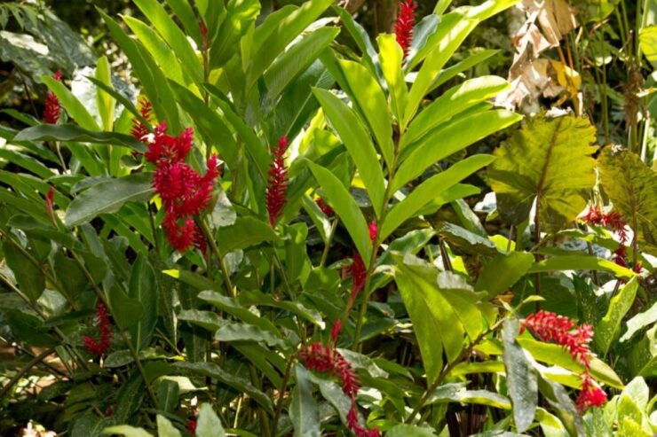 Huatulco: Coffee Flavor Waterfall Tour With Local Lunch - Inclusions and Booking Details