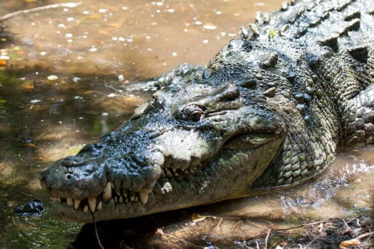 Huatulco: Crocodile & Turtle Ecotour - Ecotour Overview