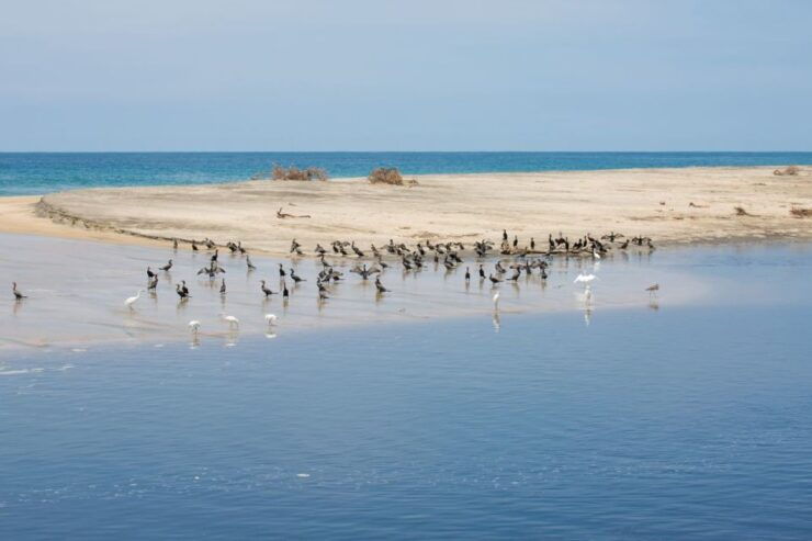 Huatulco: Crocodile & Turtle Ecotour - Activity Details