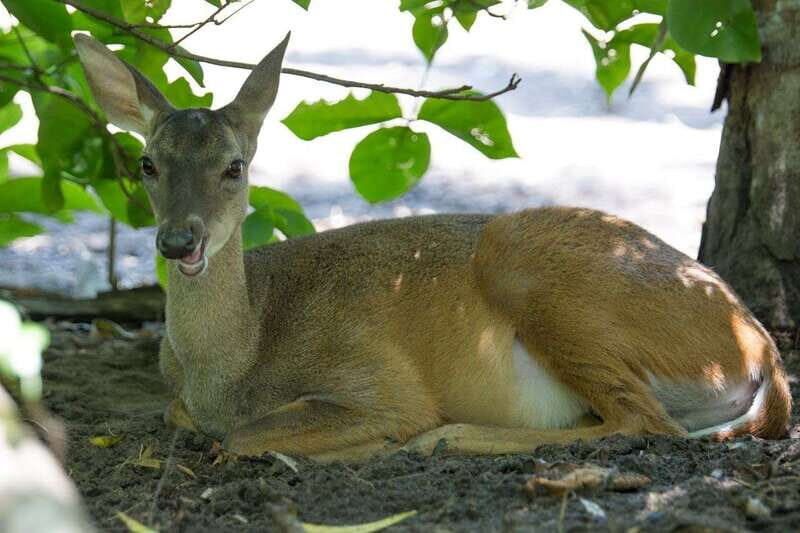 Huatulco: Ecotour with Crocodiles & migrating birds - Puerto Angel and Estacahuite Beach: Seafood and Scenic Views