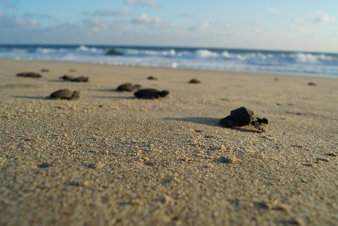 Huatulco, Oaxaca: Baby Turtle Release - Visiting Santuario La Escobilla