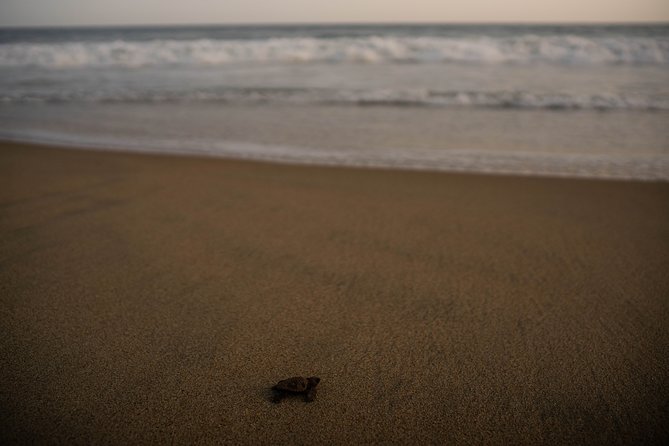 Huatulco, Oaxaca: Baby Turtle Release - Important Information and Guidelines
