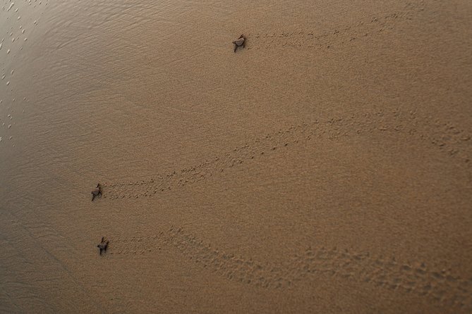 Huatulco, Oaxaca: Baby Turtle Release - The Sum Up