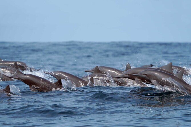 Huatulco Ocean, Bays & Coral Reef Snorkeling Adventures - The Value of the Experience