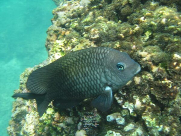 Huatulco: Premium Boat Tour With Snorkel Experience. - Customer Feedback and Ratings