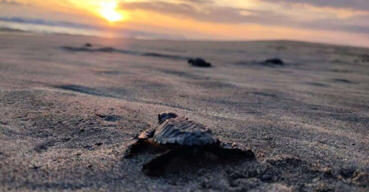 Huatulco: Private Turtle Release Experience - Activity Details