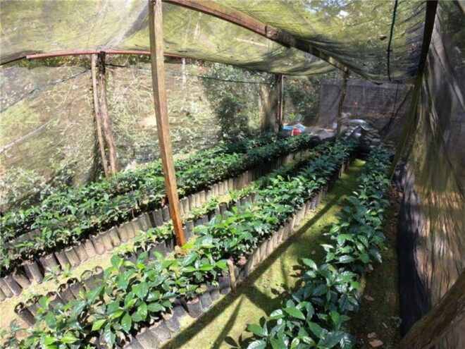 Huatulco: Santa Maria and Pluma Hidalgo Coffee Tour - Coffee Production in Pluma Hidalgo