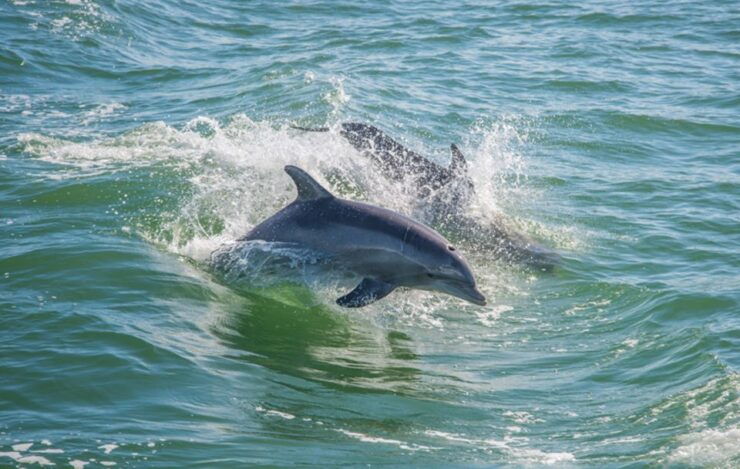 Huatulco: Sunrise Dolphin Watching With Beach Visit - Booking Information