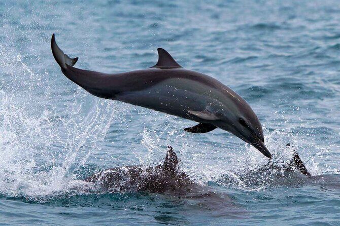 Huatulco Whale & Dolphin Adventures - The Return and Debrief