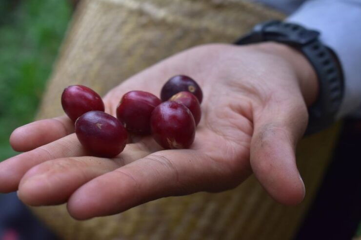 Huauchinango: City Tour, Necaxa Dam and Coffee Plantations - Reservation Information
