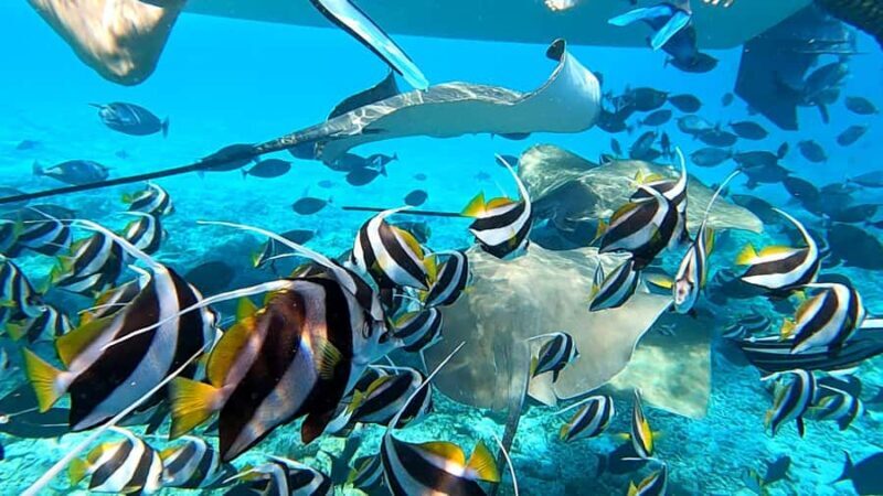 Hulhumalé: Sandbank, Stingray Snorkel, & Dolphin Cruise - Practical Tips for Travelers