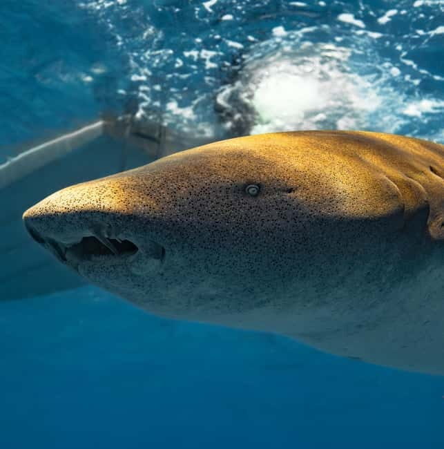 Hulhumale: Snorkeling Experience Nurse Shark - The Marine Life and Its Significance