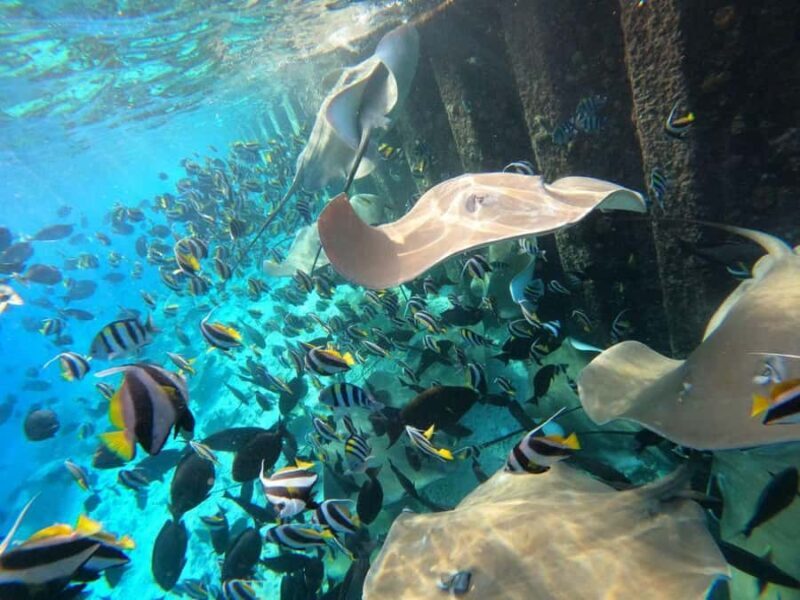 Hulhumale: Sunset Cruise with Snorkeling and Dolphins - Good To Know