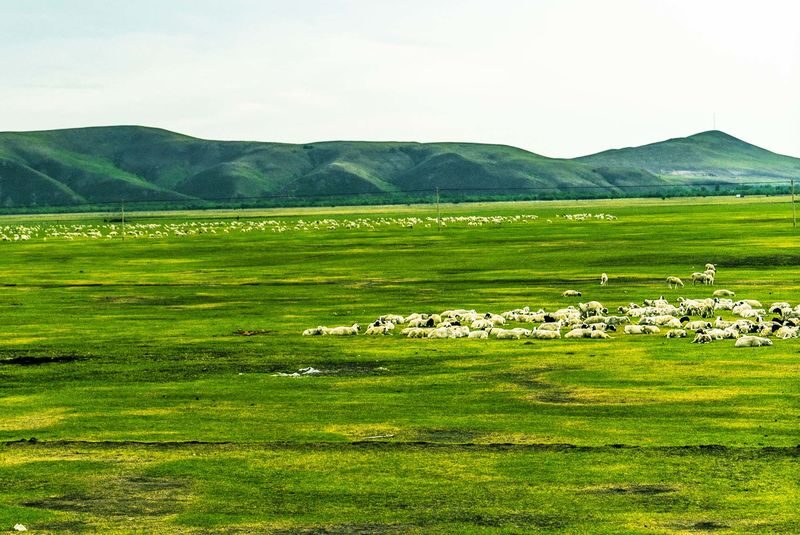 Hulunbuir Grassland Full-Day Nature Tour - A kind guide, with details to confirm