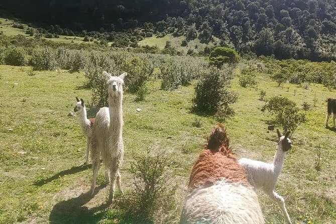 Humantay Lake Tour - What To Expect