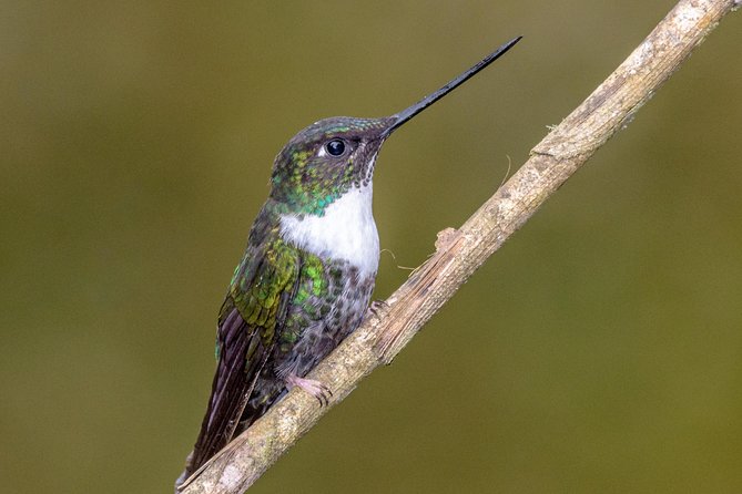Hummingbirds of Colombia Mini Tour. 3d/2n - Inclusions and Exclusions