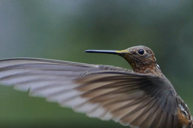Hummingbirds of the Sacred Valley - Cusco - Best Time to Spot Hummingbirds