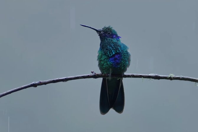 Hummingbirds of the Sacred Valley - Cusco - Top Locations for Hummingbird Watching