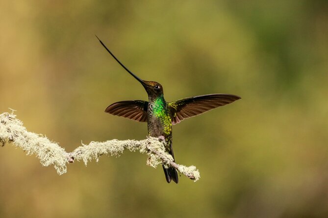 Hummingbirds of the Sacred Valley - Cusco - Tips for Photographing Hummingbirds